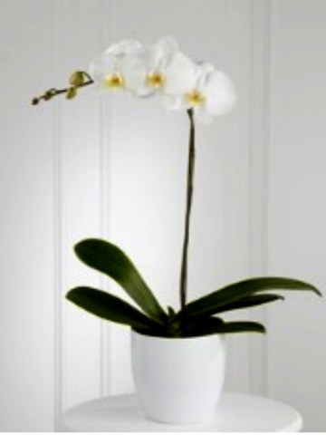 White Orchid Planter us104